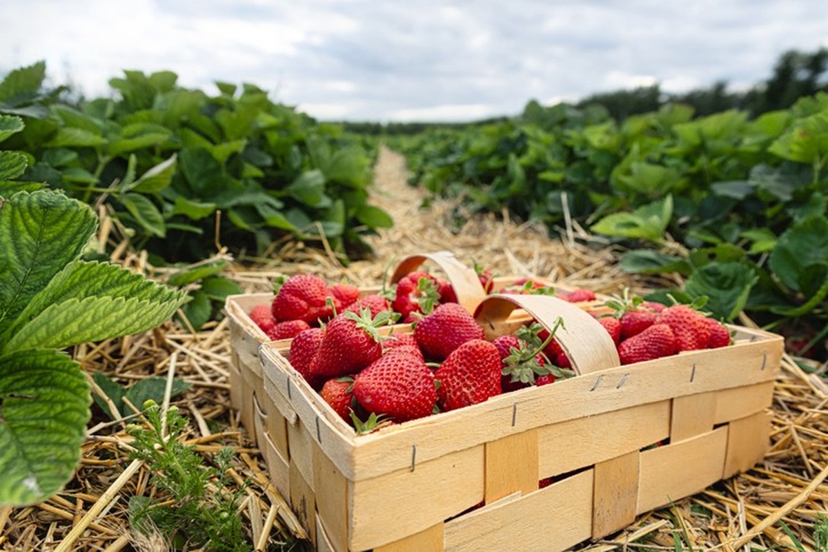 Strawberries harvest. Agriculture and ecological fruit farming concept