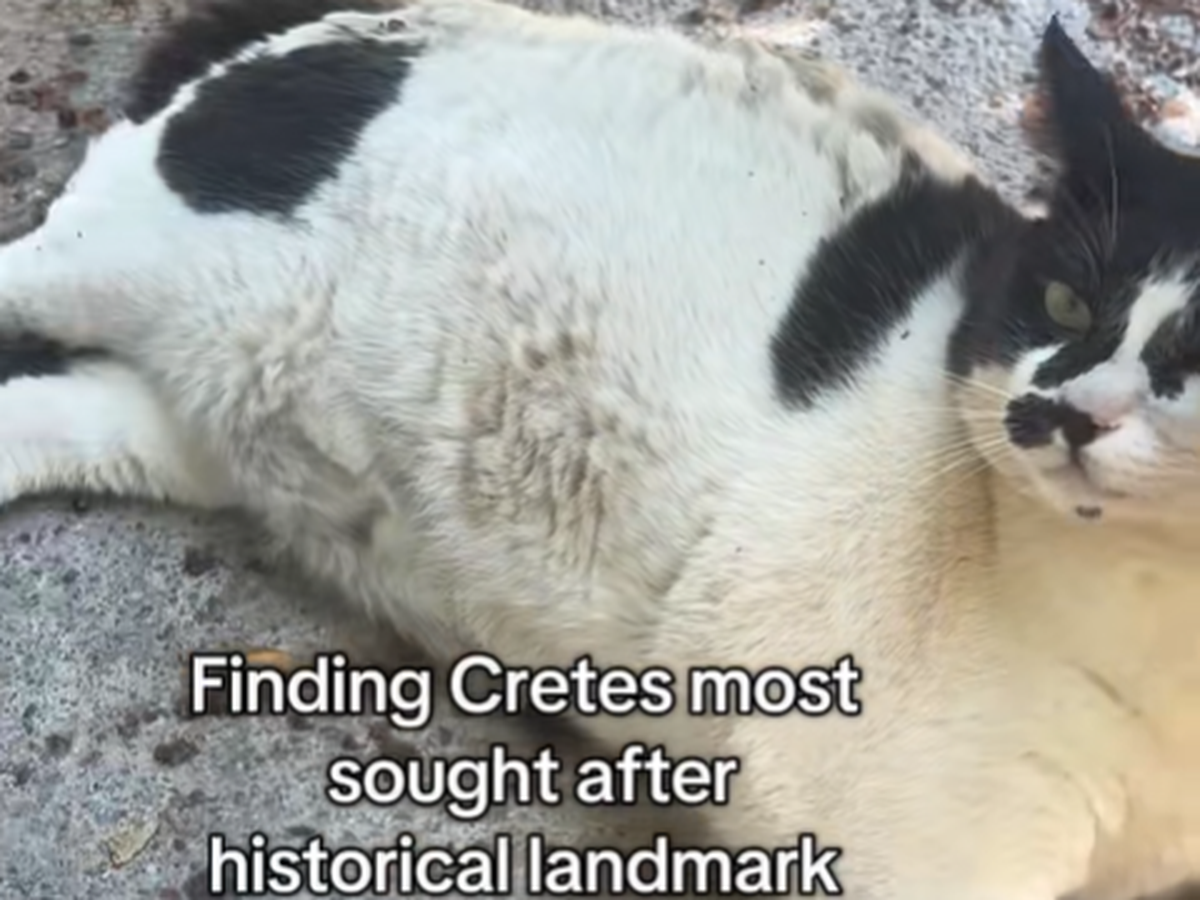 Chonkus Maximus ist auf Kreta ein echter Hype.