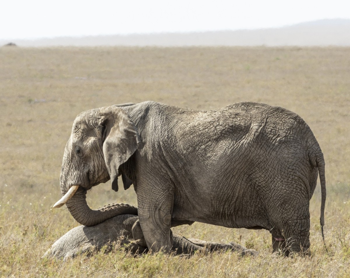 Female elephant standing over a dead family member mourning it in Serengeti National Park in Tanzania
