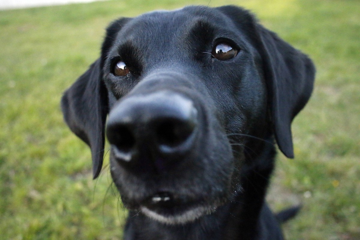 Eyes , 14450608.jpg, labrador retriever, dog, black dog, black labrador, portrait, eyes, brown eyes, nose, big nose, big dog nose, RECORD DATE NOT STATED