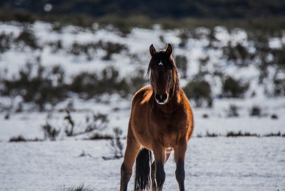 Brumby at the Snowy Mountains