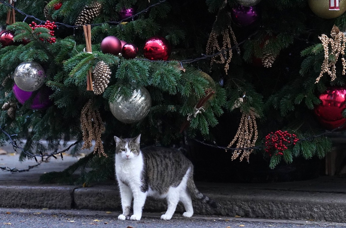 28.11.2023, Gro�britannien, London: Larry die Katze, Chefm�userich des Kabinettsb�ros, steht unter dem Weihnachtsbaum in der Downing Street. Foto: Stefan Rousseau/PA Wire/dpa +++ dpa-Bildfunk +++