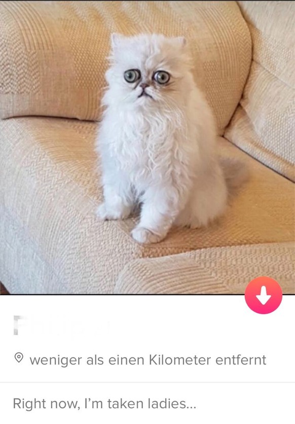 Tinder Diese ProfilSprüche sind lustig