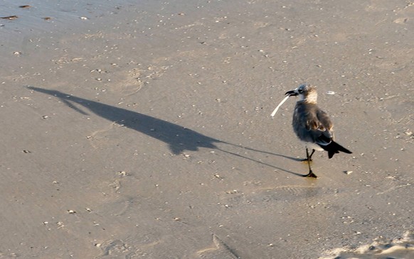 September 25, 2018 - Clearwater, Florida, U.S. - JIM DAMASKE Times.Seen in September 2018 a gull carries around a plastic straw on Clearwater Beach. On Wednesday Oct. 24th Clearwater Marine Aquarium C ...