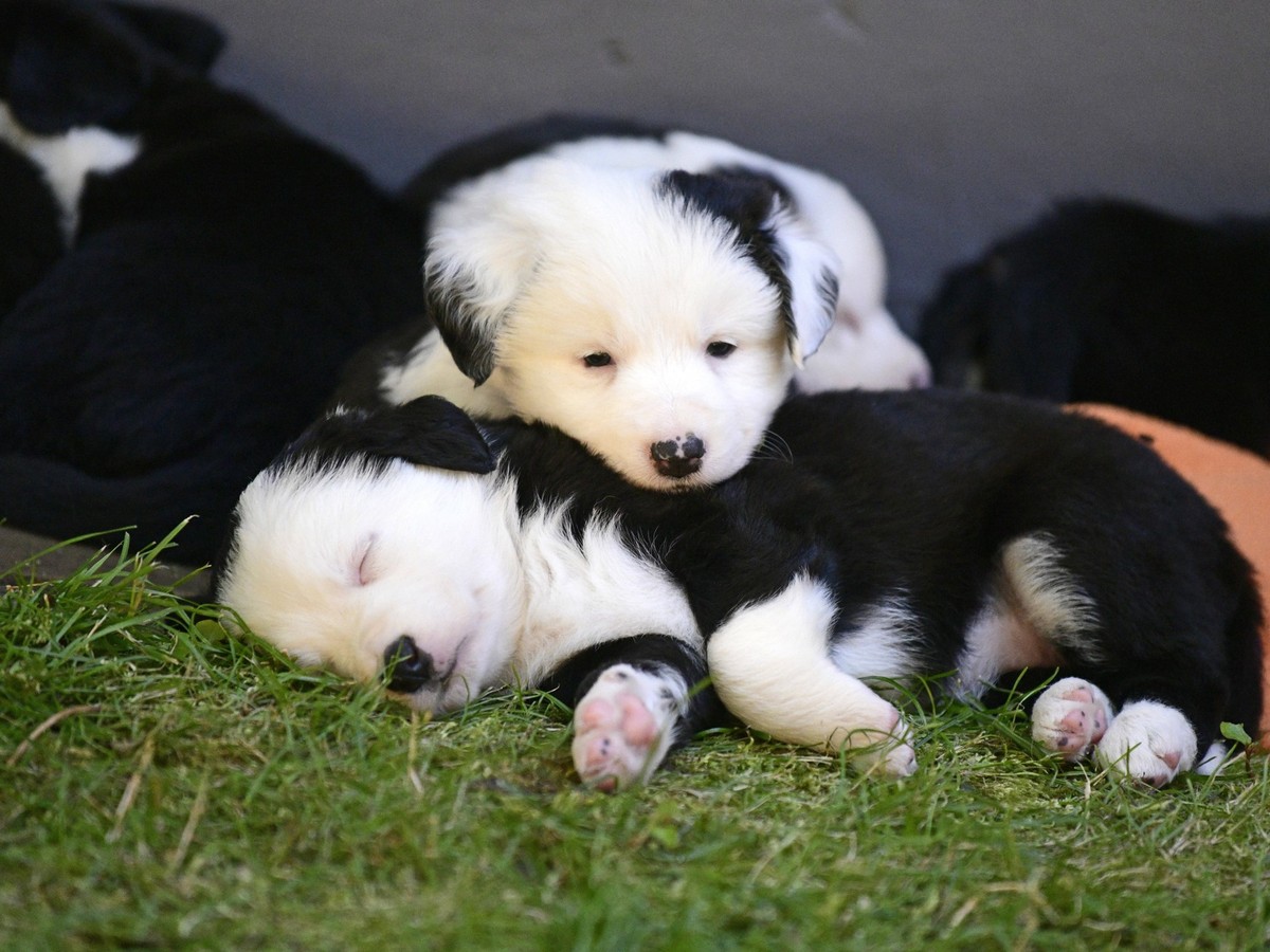 11.07.2020, Acht kleine Hunde-Welpen in einer Familie in Markt Wald im Unterallg