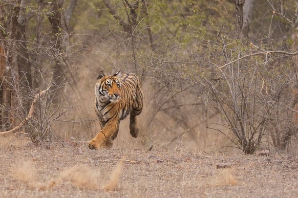 Bengal-Tiger oder indischer Tiger (Panthera tigris tigris) greift aus dem Gebüsch heraus an, Ranthambhore-Nationalpark, Rajasthan, Indien, Asien