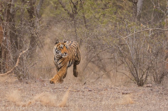 Ein Tiger greift aus dem Gebüsch heraus an.