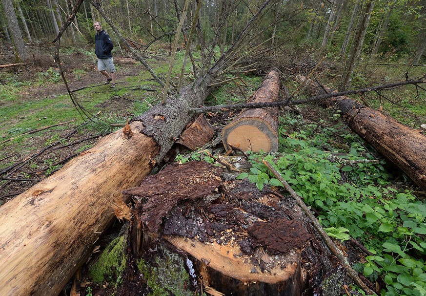 Europas ältester Urwald darf nicht länger abgeholzt werden