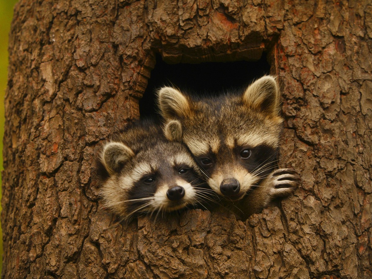 Bilder des Tages Waschbaer (Procyon lotor), zwei Waschbaeren schauen zusammen aus einer Baumhoehle, Portaet, Deutschland, Bayern common raccoon (Procyon lotor), two raccoons looking together out a tre ...