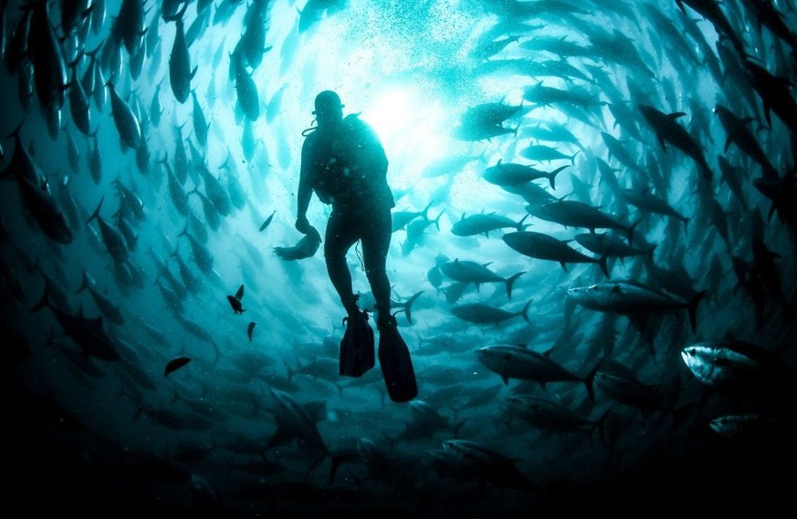 IZMIR, TURKEY - OCTOBER 14: A diver is seen in sea farmings, where tunas are being breed and prepared to be sold to Japan and European countries, in Karaburun district of Izmir, Turkey on October 14,  ...