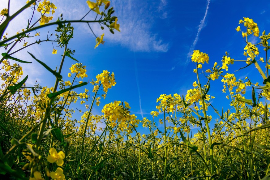 News Bilder des Tages DEU/Deutschland/Sachsen/Marsdorf, 28.04.2023, Raps blüht in kräftigem Gelb auf einem Feld bei Marsdorf in der Nähe von Dresden. *** DEU Germany Saxony Marsdorf, 28 04 2023, rape  ...