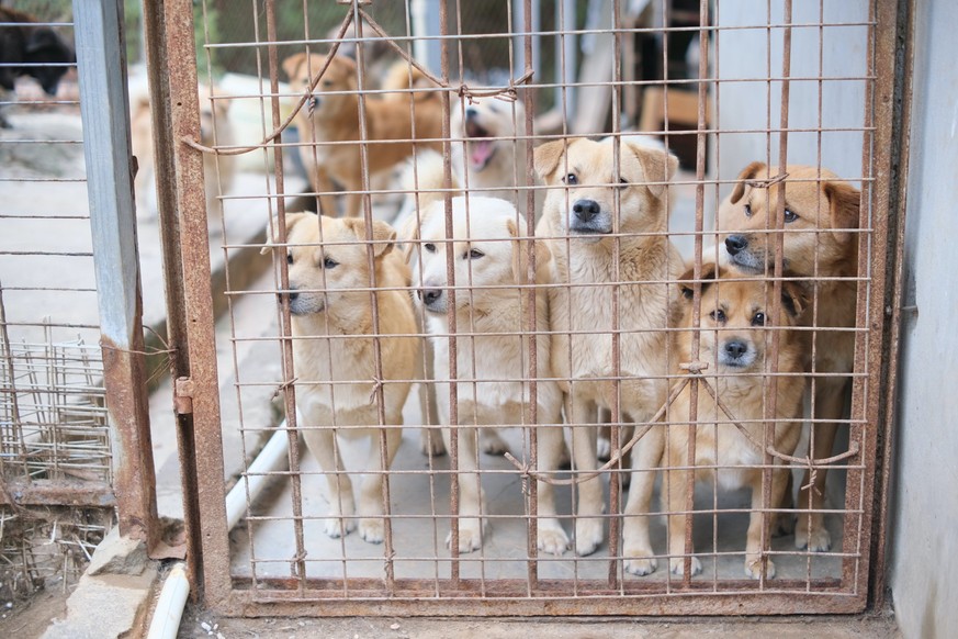 Tiere im Tierheim haben oft unterschiedliche Schicksale erlitten – wie jetzt auch ein absurder Diebstahl zeigt.