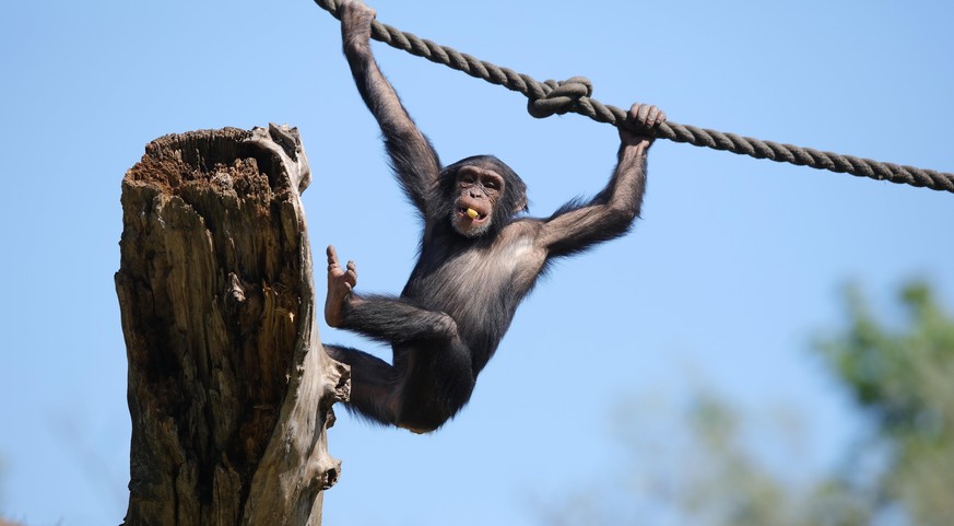 firo : 20.04.2020,
Deutschland,NRW, Gelsenkirchen,
ZOOM Erlebniswelt, Zoo,Tierwelt,
Fauna, Tiere,
Die Mitarbeiter und Tiere warten voller Ungeduld auf
die Wiedererffnung nach der Corona-Krise,
junger ...