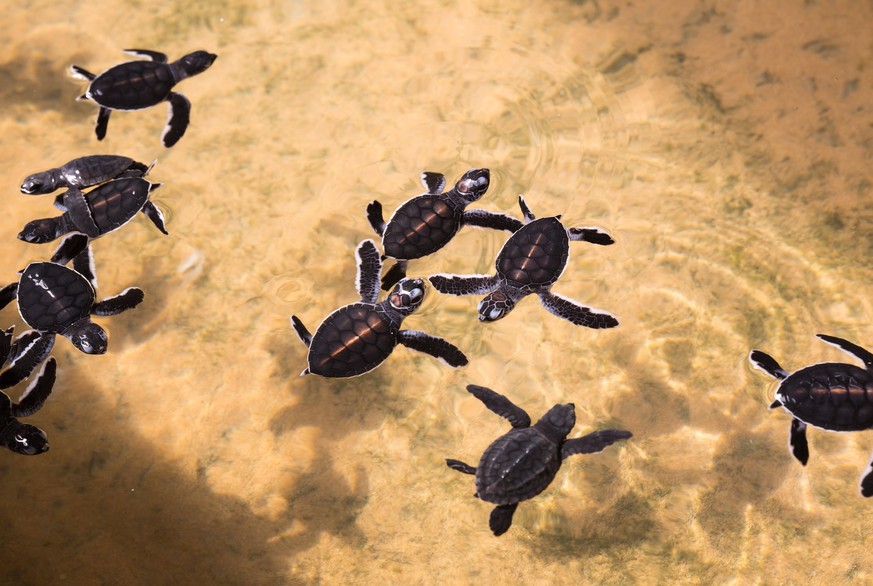 Newborn turtles in water, seaturtles Sri Lanka Copyright: xNomadSoulx Panthermedia28067696