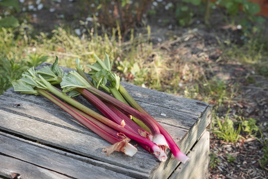 Freshly harvested rhubarb on wooden crate, EVGF04380