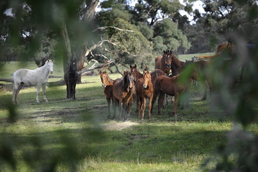 Brumbies on Collen O&#039;Brien&#039;s property near Beaufort, 17 July 2009. (Photo by Justin Mcmanus/The AGE/Fairfax Media via Getty Images via Getty Images)