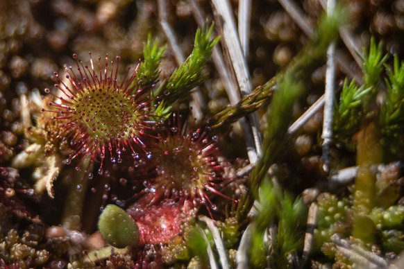 PRODUKTION - 31.05.2023, Niedersachsen, Oderbrück: Sonnentau wächst im Brockenfeld Moor im Harz. Zahlreiche seltene oder bedrohte Tier- und Pflanzenarten, die in diesem Jahr als Tier oder Pflanze des  ...