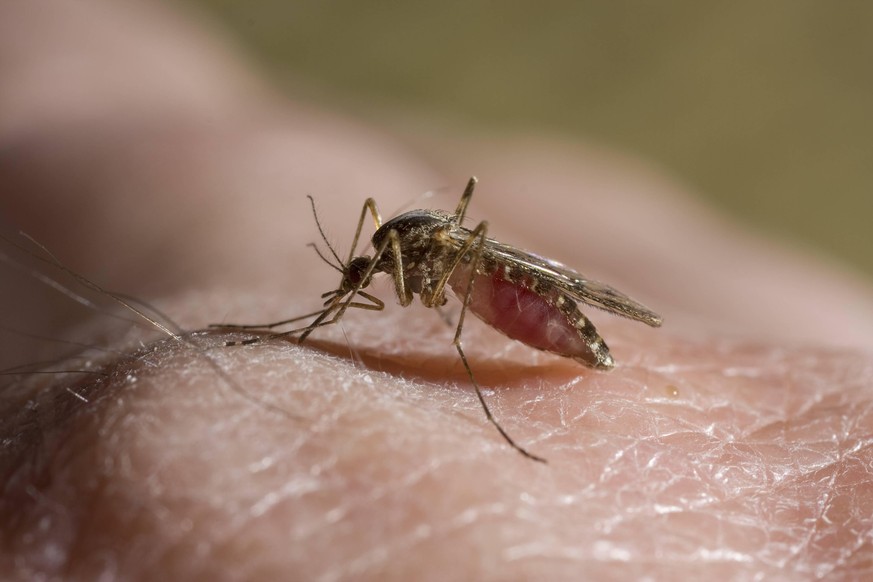 CULICIDAE FAMILY Mosquito feeding on human blood PUBLICATIONxINxGERxSUIxAUTxONLY 1259577 StephenxDalton