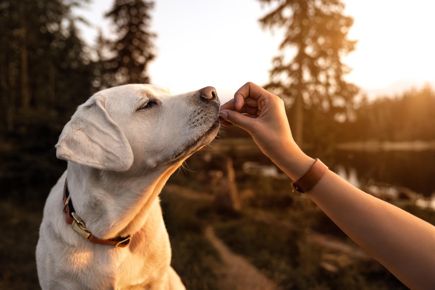 young beautiful labrador retriever puppy is eating some dog food out of humans hand outside during golden sunset