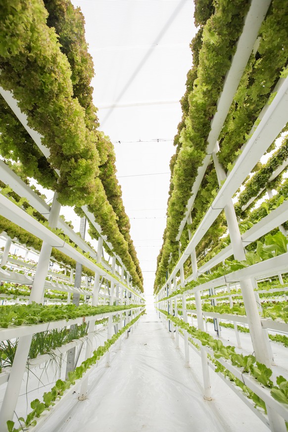 Growing herbs and leafy greens in a super water efficient hydroponic greenhouse on a vertical system of rain gutters. This farm uses only 1% of water traditionally used by farming similar crops.