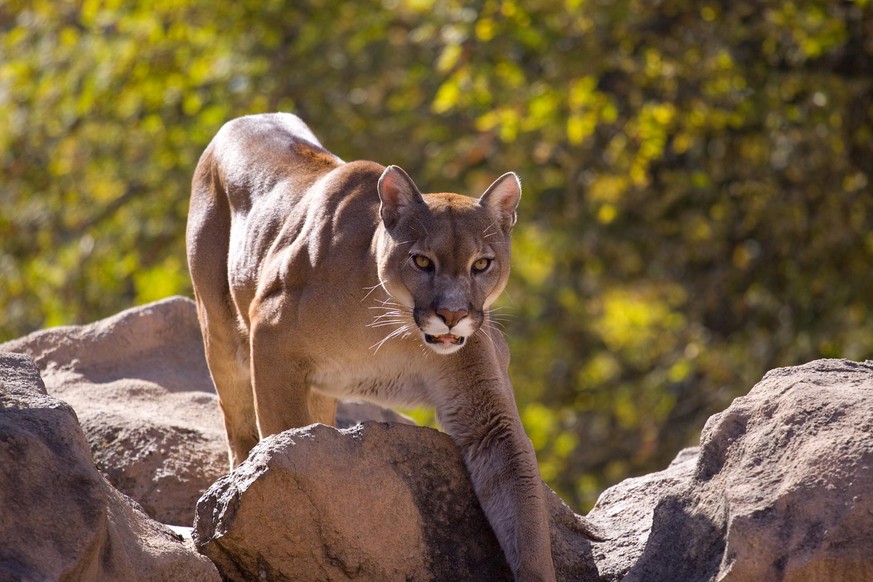 Pumas waren auf dem amerikanischen Kontinent einmal weit verbreitet. Inzwischen werden die Berglöwen immer seltener (Symbolbild). 
