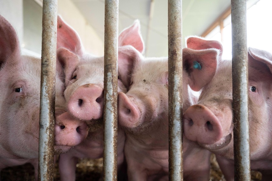 Schweine liegen in der Bucht eines Tierwohl-Schweinestalls. Der Stall ist einer von mehreren neuen, besonders tiergerechten Schweineställen im Landkreis Göppingen, aus denen Schweine über mehrere regi ...