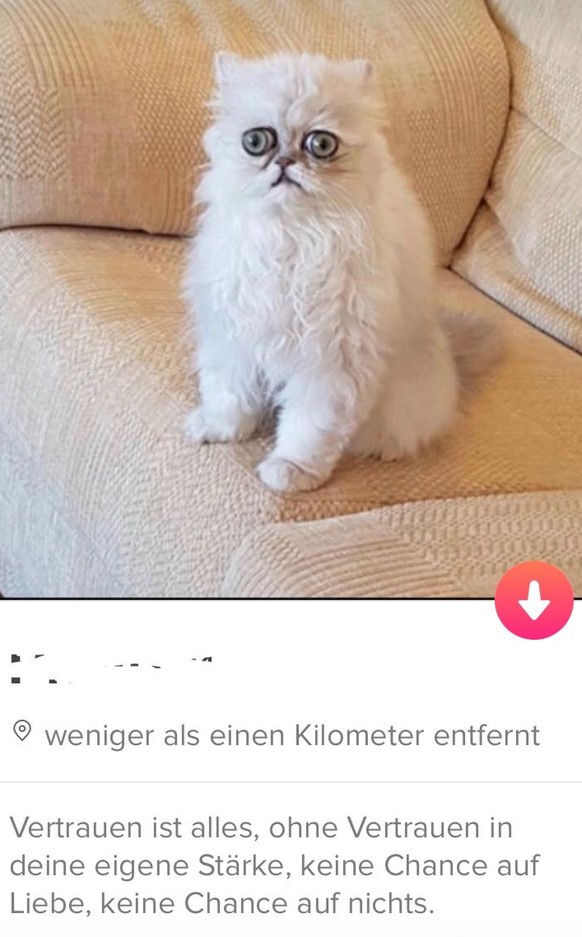Tinder Diese ProfilSprüche sind lustig