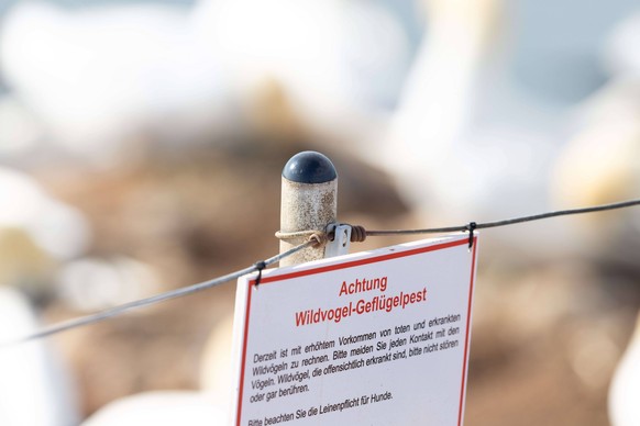 Helgoland, Deutschland 11. April 2023: Hinweisschild: Achtung Wildvogel - Geflügelpest Schleswig - Holstein *** Helgoland, Germany 11 April 2023 Warning sign for wild birds - avian influenza Schleswig ...