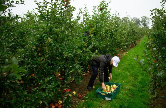 WADHURST, ENGLAND - SEPTEMBER 23: A volunteer takes part in an organised collection of unharvested Estival apples, traditionally known as &quot;gleaning&quot;, at Maynard&#039;s fruit farm on Septembe ...