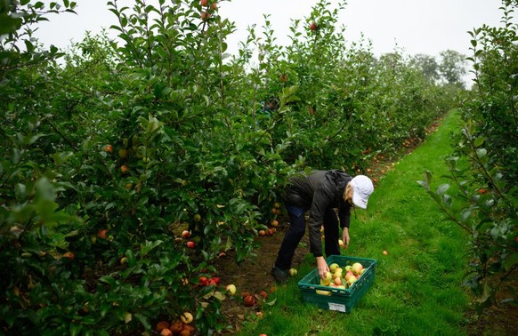 WADHURST, ENGLAND - SEPTEMBER 23: A volunteer shares an organized collection of unharvested Estefal apples, traditionally known as "  collect "  , at Maynard's Fruit Farm on Sept. 23, ...