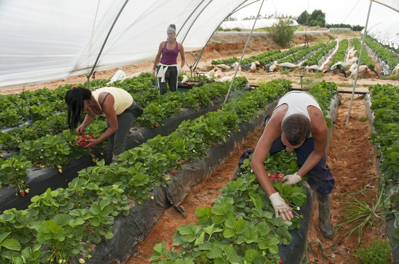 Collecting strawberries, La Redondela, Huelva-province, Spain