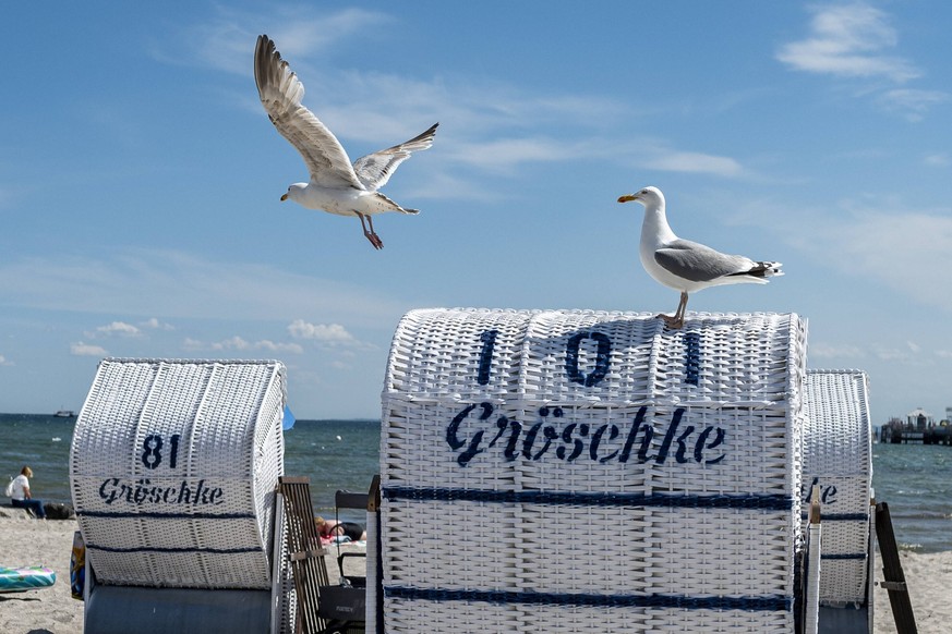 News Bilder des Tages Strand von Grömitz Wirtschaft: Urlaub, Ostsee. Zwei Möwen stehen auf einem der Strandkörbe am Strand des Ostseeortes Grömitz. Das Bundesland Schleswig-Holstein empfängt in der Co ...