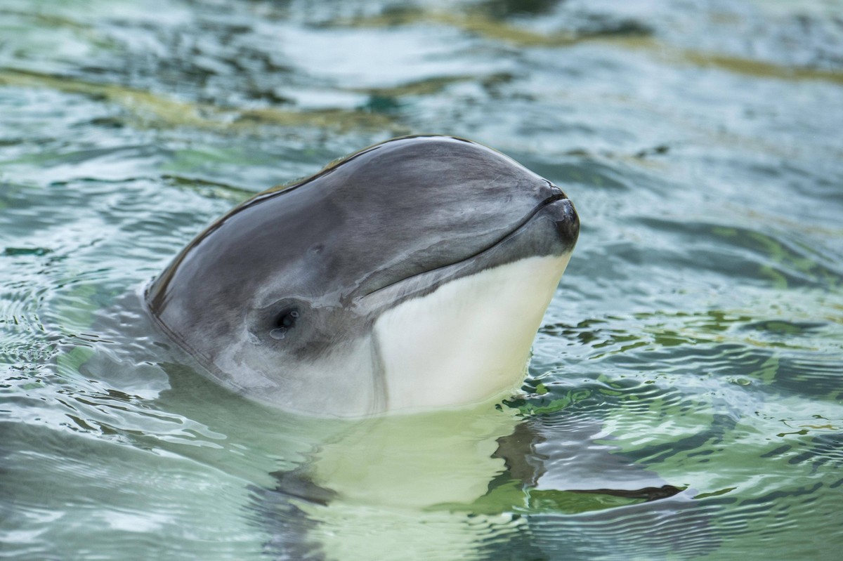 Gew�hnlicher Schweinswal Phocoena phocoena, Eco Mare, De Koog, Texel, Niederlande, Europa *** Common porpoise Phocoena phocoena , Eco Mare, De Koog, Texel, Netherlands, Europe Copyright: imageBROKER/W ...