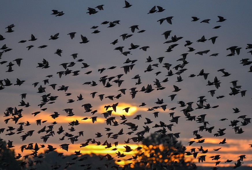 Viele Stare (Sturnus vulgaris) fliegen am frühen Morgen von einer Wiese auf. Die Stare, die Zugvögel sind, sammeln sich derzeit für ihre Reise in die südlichen Überwinterungsgebiete.