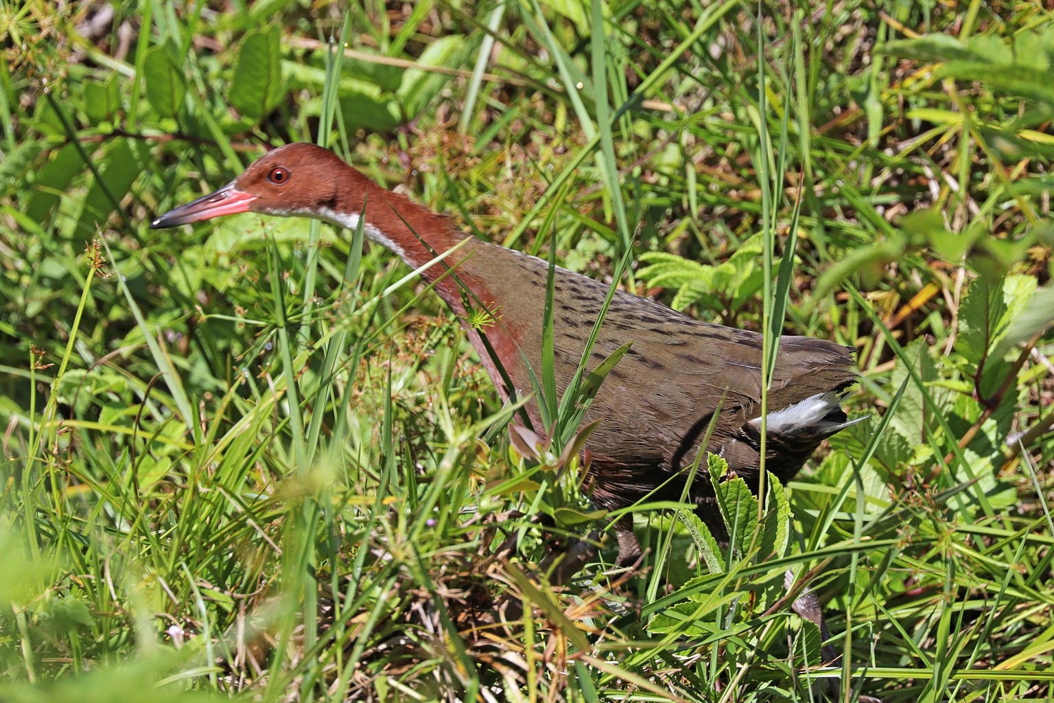 Tiere Dieser Vogel Ist Ausgestorben Kommt Aber Immer Wieder Zuruck Watson