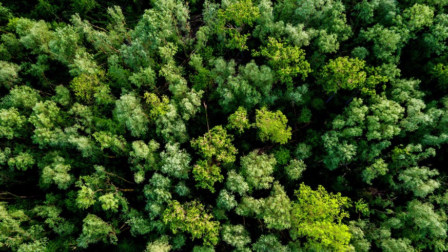 Aerial view of a lush green forest or woodland looking down on the tree tops in a full frame view