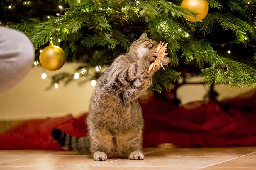 Junge Katzen spielen an einem Tannenbaum mit Christbaumkugeln, 23.12.17 Luebeck Schleswig-Holstein Germany *** Boy cats play at a Christmas tree with baubles 23 12 17 L