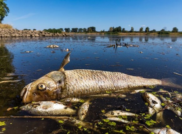 ARCHIV - 11.08.2022, Brandenburg, Brieskow-Finkenheerd: Ein verendeter Döbel und andere tote Fische schwimmen in der Oder bei Brieskow-Finkenheerd. In der Oder war es zu einem massiven Fischsterben ge ...