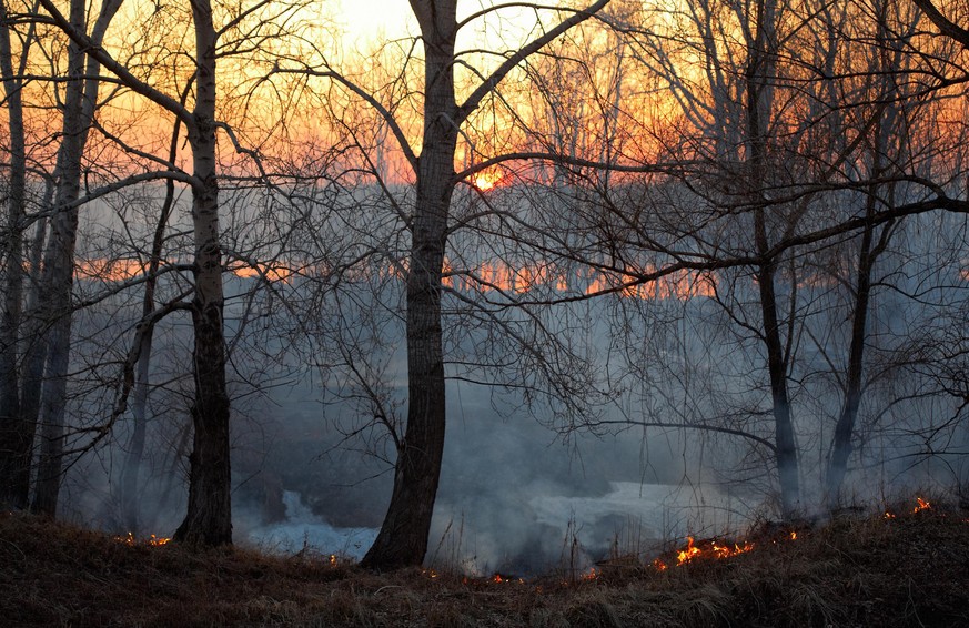 Fire in siberian forest, Novosibirsk, Russia