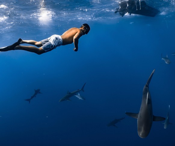 Manche Menschen tauchen oder schnorcheln extra an Hai-Spots, um die Tiere ganz nah zu sehen.