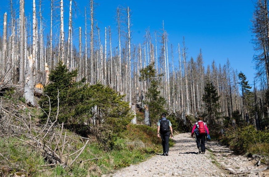 CLAUSTHAL-ZELLERFELD, GERMANY - MAY 7: People walk on a path in a live spruce and dead spruce forest, which change color due to the persistent dry weather and elevated temperatures, in the Harz mounta ...