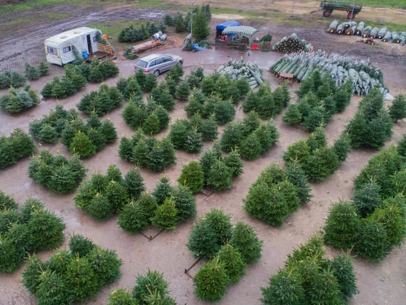 Weihnachtsbäume werden auf einem Platz zum Verkauf angeboten (Luftaufnahme mit Drohne). Rund 27 Millionen Weihnachtsbäume werden jedes Jahr in Deutschland verkauft. Der Umsatz mit Weihnachtsbäumen und ...