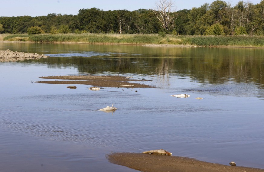 Frankfurt Oder, 11.08.2020 - Fischsterben in der Oder, hier bei Frankfurt zwischen den Buhnenfeldern liegen die verschiedenen tote Fischrten, Zander, Heht, Bleie, Barben, Bsche und auch große Welse. F ...