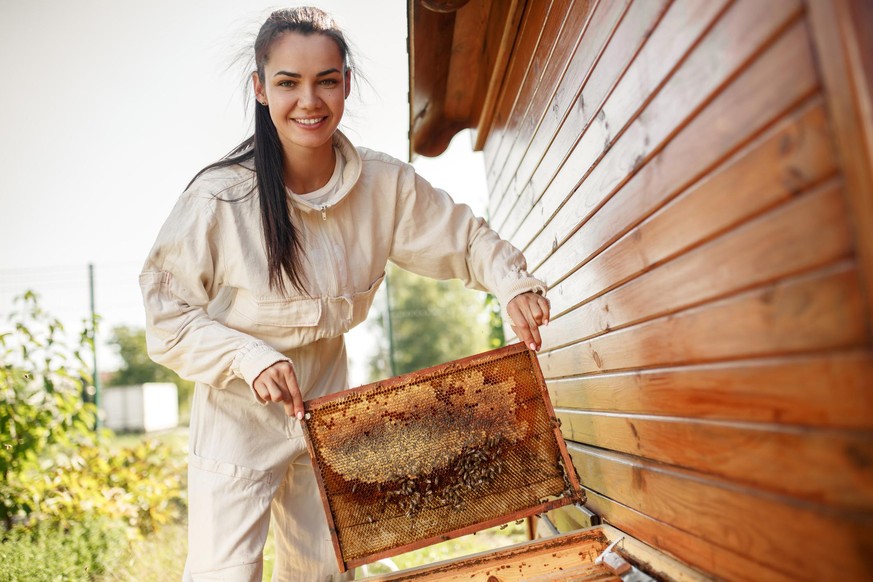 Young female beekeeper pulls out from the hive a wooden frame with honeycomb. Collect honey. Beekeeping concept.