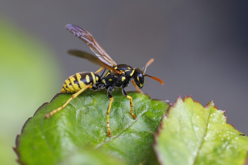 Field wasp Polistes dominula, Germany, Europe *** Field Wasp Polistes dominula , Germany, Europe Copyright: imageBROKER/J