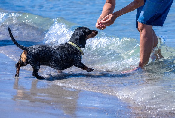 03.08.2022, Mecklenburg-Vorpommern, Ahrenshoop: Ein Hund l�uft mit seinem Frauchen in das k�hle Wasser der Ostsee. Mit Temperaturen bis zu 35 Grad und wolkenlosem Himmel zeigt sich das Sommerwetter in ...