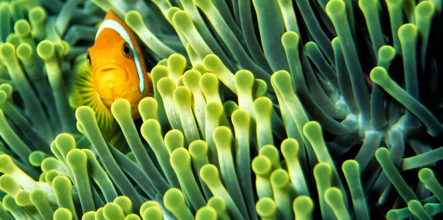 Anemonenfisch - Anemone Fish *** Anemonefish Anemone Fish PUBLICATIONxINxGERxSUIxAUTxHUNxONLY 1046100737