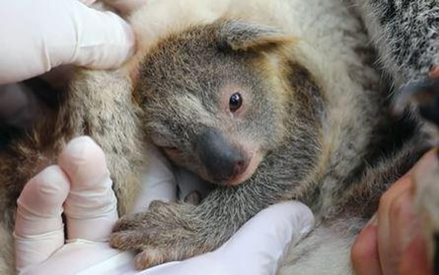 Herzlich Willkommen, kleiner Koala.