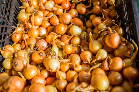 Raja village, 12.09.2018 Peipsi onion sale at Raja village. Foto: Vladsilav Mussako / Virumaa Teataja RAKVERE LAANE-VIRUMAA ESTONIA PUBLICATIONxNOTxINxESTxLATxLTU Copyright: xVladsilavxMussakox