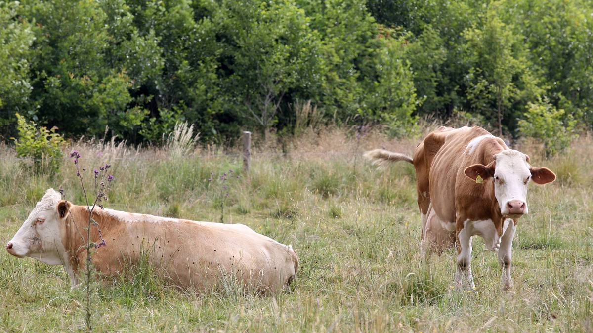 Sommertag im Siegerland. Kuehe Kühe auf einer Weide bei Burbach-Lippe. Sommer im Siegerland am 09.07.2022 in Burbach/Deutschland. *** summer day in the Siegerland cows cows on a pasture near Burbach L ...